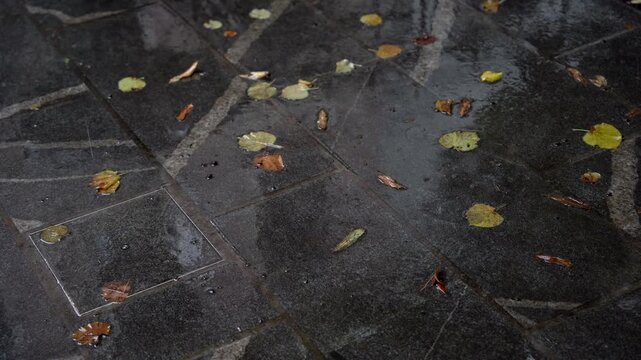 Rain falling on wet stone pavement with fallen autumn leaves