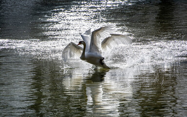 swan in flight. © goharmovsesyan