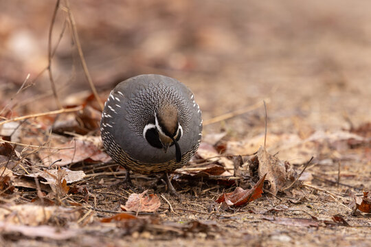 A California Quail stares at the patch of bare earth it scratched in the leaf litter while hunting for seed and bugs on a cold winter day at the Hyatt Hidden Lakes Reserve in Boise Idaho USA.