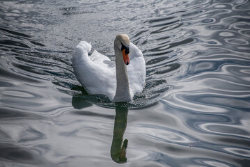 swan on the lake © goharmovsesyan