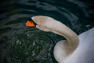 swan on the lake © goharmovsesyan