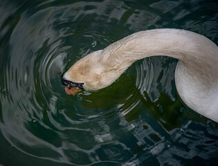 swan in water. © goharmovsesyan