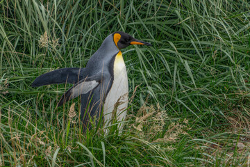 Obraz premium King Penguin (Aptenodytes patagonicus) walking on Coastal Grassland Tierra del Fuego, Patagonia, Chili. 