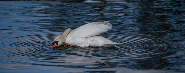 white goose swimming in the water © goharmovsesyan