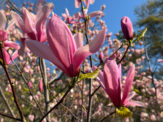 Magnolia blossom in spring park © OLENA LIALINA