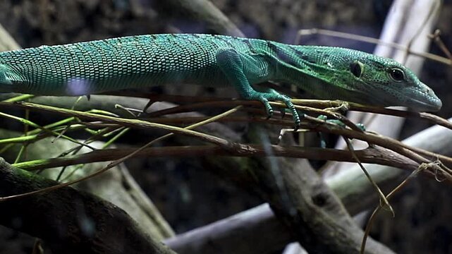A beautiful green reptile. A young green monitor lizard resting on a branch; the texture of its skin is clearly visible.