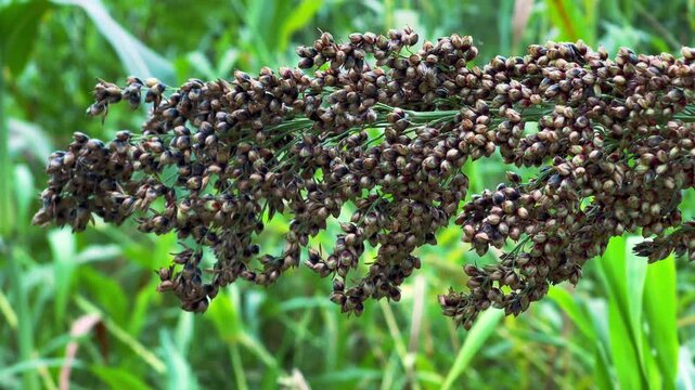 Close-Up of Ripe Sorghum Grains on a Plant in the Field