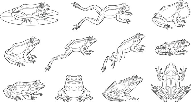 A versatile collection of black and white frog line art vectors depicting multiple dynamic and stationary poses, including sitting on a lily pad. These clean outli