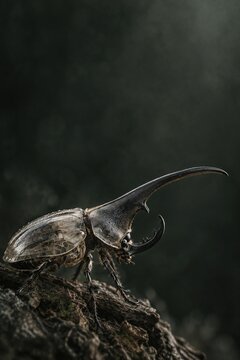 Transparent Hercules Beetle with Large Horn on Dark Forest Background