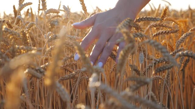 Unrecognizable woman running her hand over yellow wheat ears. Carefree girl touching ripe spikelets and enjoying outdoor leisure while walking along cereal field. Harvest concept. Close up Slow mo
