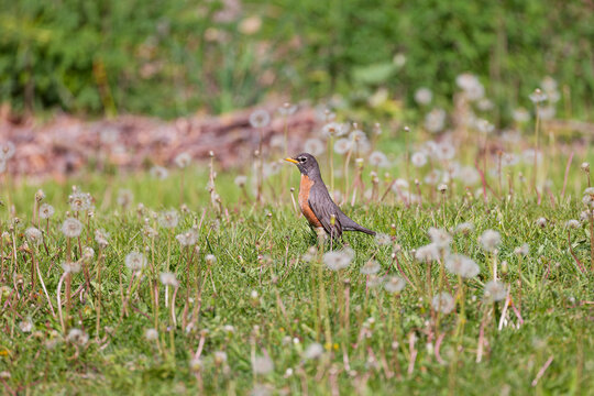  American robin (Turdus migratorius), a common and familiar songbird in the meadow