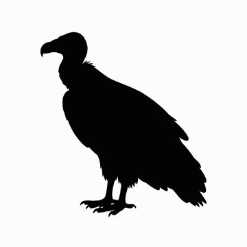 vulture isolated on white background
