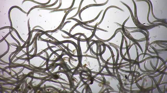 Massive swarm of nematode roundworms wriggling in water drop under 40x brightfield microscopy