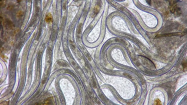 Densely packed nematode colony with visible internal eggs under 100x brightfield microscopy