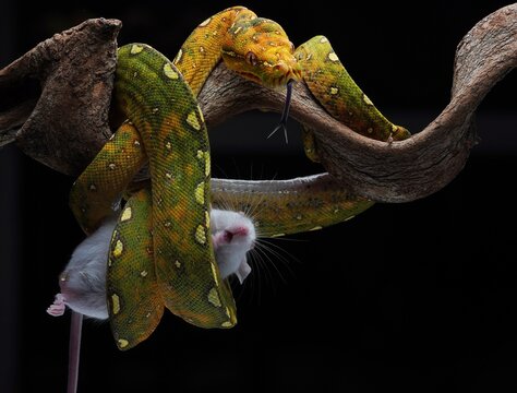 The Emerald Coil
Only its dark, flicking tongue tasted the cool night air, mapping the subtle scents of the canopy. Below the python's perch, a small white mouse scrambled along a bare branch
