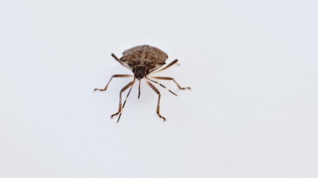 Macro Shot of Brown Stink Bug on White Surface