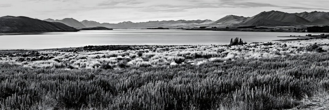 Lupine meadow panorama at Lake Tekapo in black and white