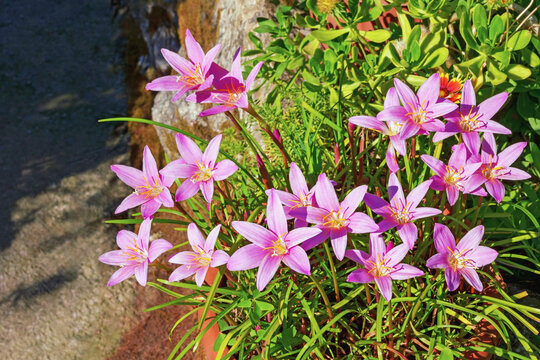 Beautiful pink rain lily flowers in garden on sunny day. Fairy lily