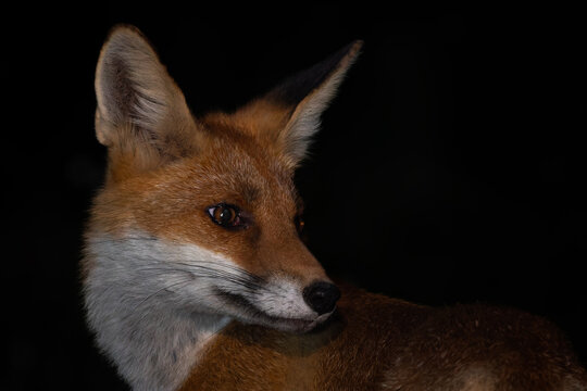 Red Fox - Vulpes vulpes, beautiful popular carnivores from worldwide forests and mountains, Spiti valley, White Carpathians, Czech Republic.