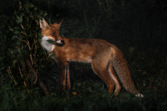 Red Fox - Vulpes vulpes, beautiful popular carnivores from worldwide forests and mountains, Spiti valley, White Carpathians, Czech Republic.
