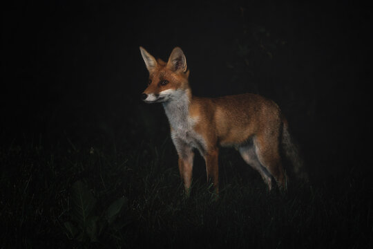 Red Fox - Vulpes vulpes, beautiful popular carnivores from worldwide forests and mountains, Spiti valley, White Carpathians, Czech Republic.