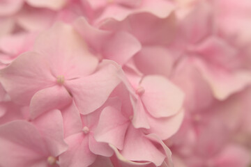 Fototapeta premium Smoke soft focus close-up cream beige, pink Hydrangea Flower bud Petals,. Natural art light blur background.