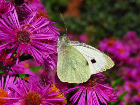 Gro&szlig;er Kohlwei&szlig;ling, auf Bl&uuml;ten der Herbstastern Nektar saugend. Der sch&ouml;ne Schmetterling ist einer der bekanntesten Tagfalter in Europa, wird aber immer seltener. Zwei bis drei Generationen pro Jahr.