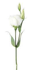Obraz premium Beautiful blooming eustoma flowers isolated on white