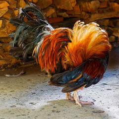 Vibrant Rooster Shaking and Grooming Its Colorful Feathers © MarekLuthardt