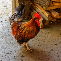Vibrant Rooster Standing Proudly Near a Woodpile © MarekLuthardt