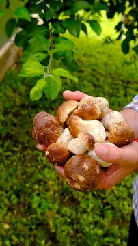 Wild mushrooms in a hand. Selective focus.