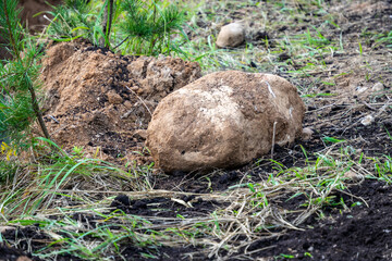A large dirty stone boulder rests on freshly turned soil beside a mound of earth and green sprouts during outdoor excavation. © Dmitry