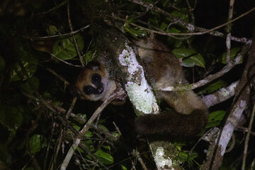 Fototapeta premium Dwarf Lemur Spotted on Night Hike Andasibe-Mantadia National Park Madagascar