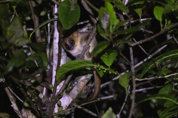 Fototapeta premium Goodmans Mouse Lemur Nocturnal Primate Andasibe-Mantadia National Park Madagascar