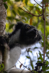 Fototapeta premium Indri Indri Largest Living Lemur Portrait Andasibe-Mantadia National Park Madagascar