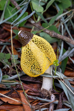 Veiled Stinkhorn Bamboo Mushroom Phallus indusiatus Madagascar Rainforest