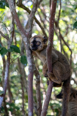 Fototapeta premium Brown Lemur on Tree Branches Vakona Forest Reserve Madagascar