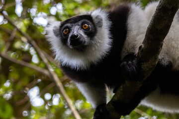 Fototapeta premium Black-and-White Ruffed Lemur Portrait Close-Up Vakona Reserve Madagascar