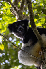 Fototapeta premium Indri Lemur Portrait Framed by Green Foliage in Andasibe-Mantadia National Park Madagascar
