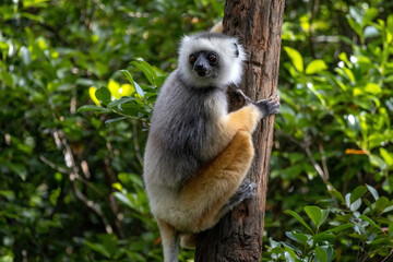 Fototapeta premium Diademed Sifaka Clinging to a Tree Trunk in the Forest at Vakona Reserve Madagascar