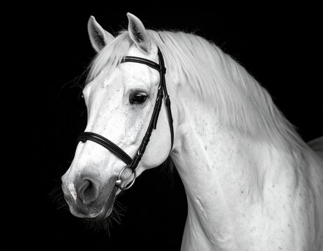 Pferd