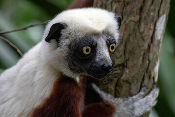Fototapeta premium Coquerel's Sifaka Lemur Close-Up Portrait on Tree Trunk Madagascar