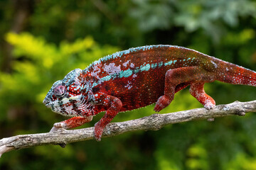 Crimson Red Panther Chameleon with Turquoise Markings on Branch Madagascar © Kaitlind