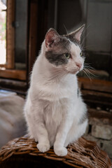 Close-Up Portrait of a Sitting Domestic White and Gray Cat, looking to the side, against a blurred background. © Nastya Revva