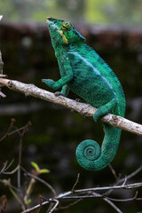 Panther Chameleon with Tightly Coiled Tail Perched on Branch Madagascar © Kaitlind