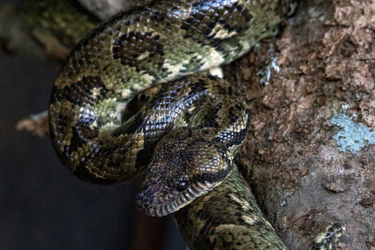 Madagascar Ground Boa Coiled Around Tree at Peyrieras Reserve