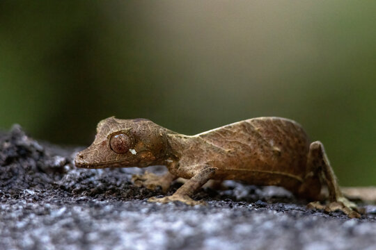 Leaf-Tailed Gecko Camouflaged on Rock Surface Madagascar Reptile Reserve