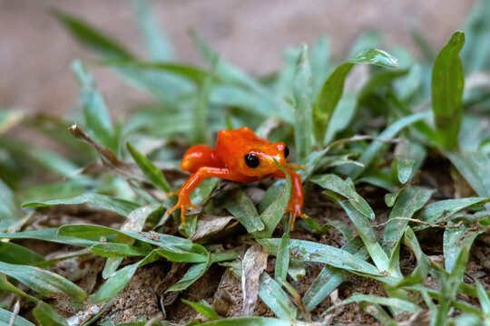 Golden Mantella Frog on the Forest Floor at Peyrieras Reserve Madagascar