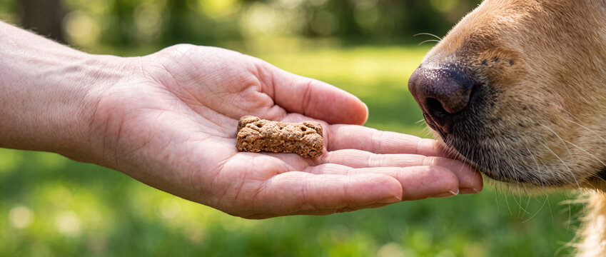 Human hand offering dog treat close-up with golden retriever sniffing in park
