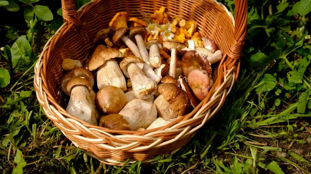 Wild mushrooms in a forest. Selective focus.